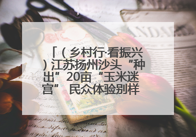 （乡村行·看振兴）江苏扬州沙头“种出”20亩“玉米迷宫” 民众体验别样“田园乐趣”