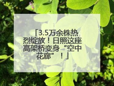 3.5万余株热烈绽放！日照这座高架桥变身“空中花廊”！