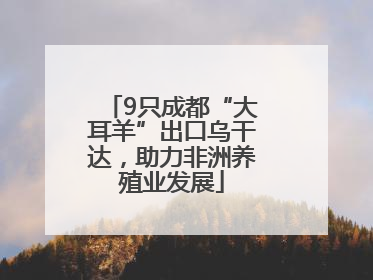 9只成都“大耳羊”出口乌干达，助力非洲养殖业发展